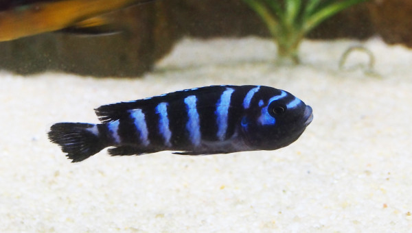 pseudotropheus demasoni
