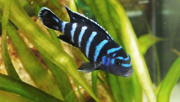pseudotropheus demasoni