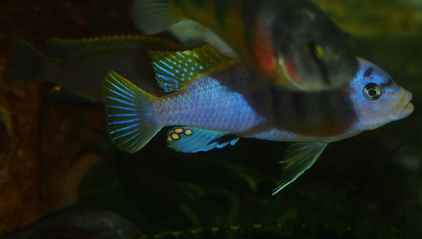 labidochromis sp. hongi