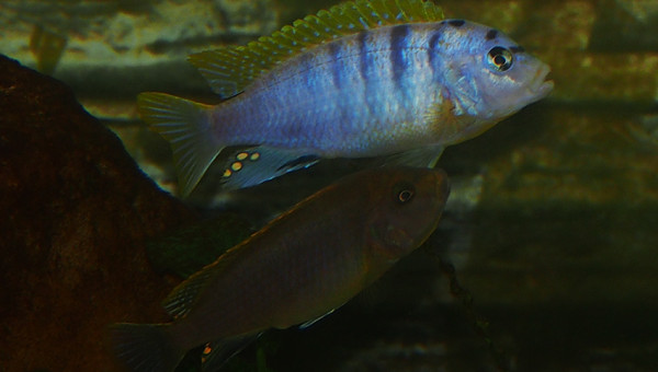 labidochromis sp. hongi