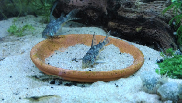 Corydoras paleatus
