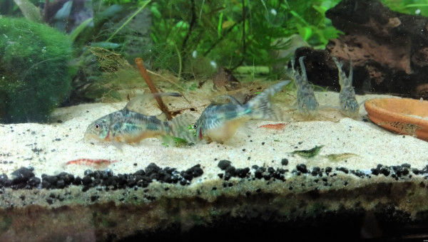 Corydoras paleatus