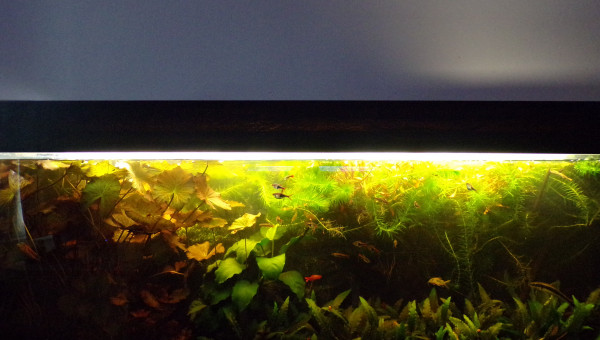 Aquarium d'eau douce sans filtration