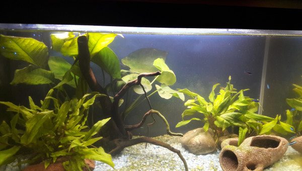 Nouveau aquascaping