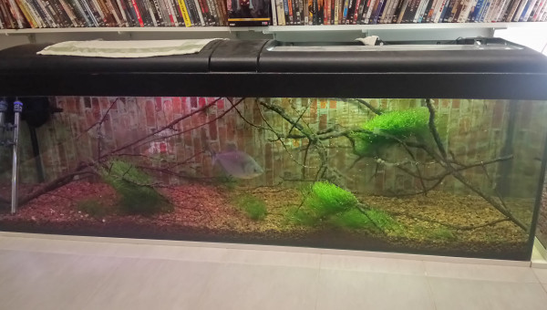 Serrasalmus rhombeus Roger