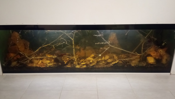 Serrasalmus rhombeus SIRIUS