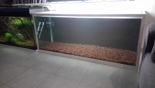 Serrasalmus rhombeus BUCK