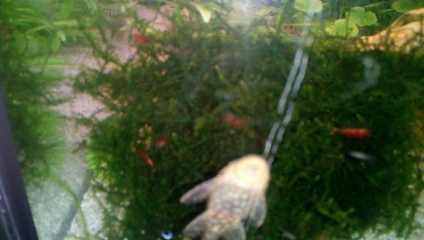 Crevette red Cherry avec ancitrus