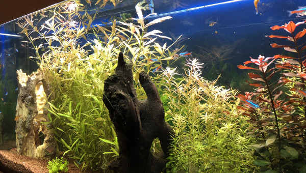 Communautaire 240 litres