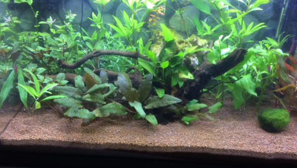 Aquarium 60l