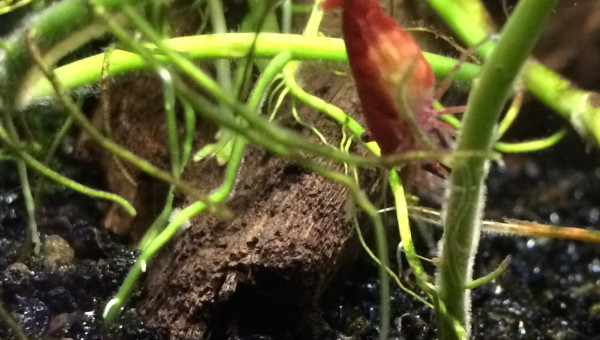 2 Red fire grainées !