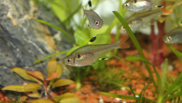 Mes p'tits Pristella