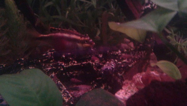 Pelmato cichlidea et c'est  petits