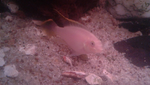 Pelmato ou pulcher pelvicachromis famille des cichlides
