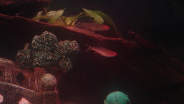 Hermigrmmus bleheri (Nez rouge )