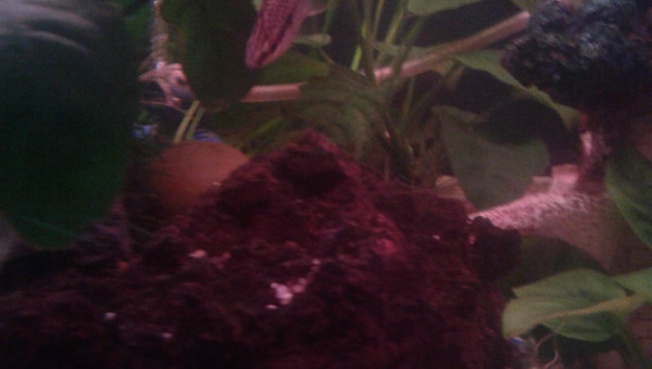 Tête en bad  gracile chilodus gracilis