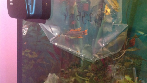 Apistogramma cacatouide male