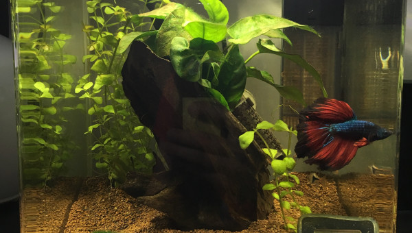 2018.01.28 Mise a Jour du bac