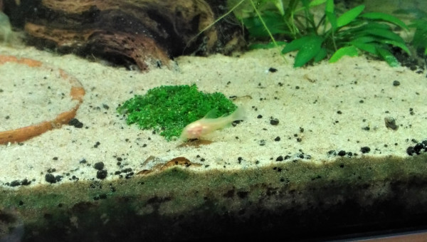 Petit corydoras albinos