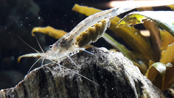 Crevette japonica amano