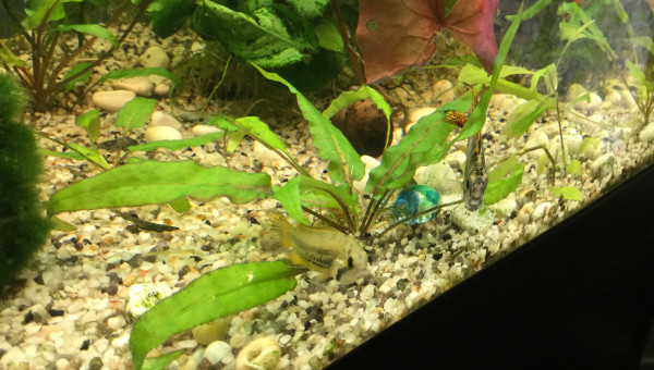 Le couple d’apistogramma