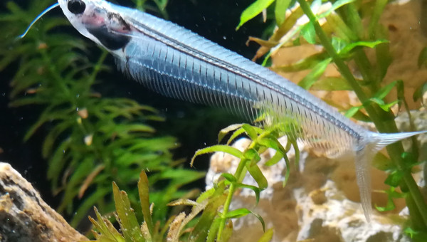 Kryptopterus hibbiscus