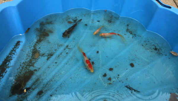 Bassin provisoire pendant le nettoyage