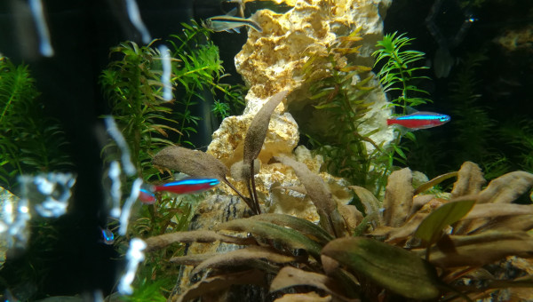 Aquarium faune et flore