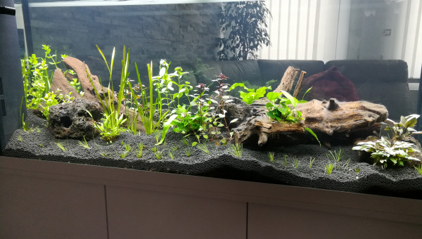 Plantation jour 3 vue de dos