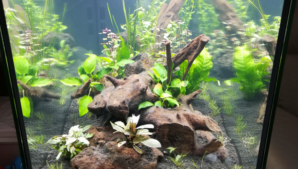 Plantation jour 3 vue de côté