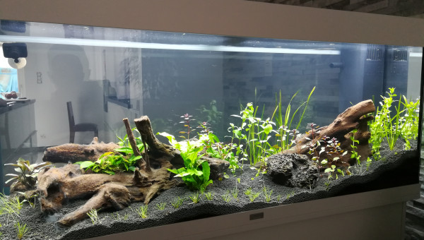 Plantation jour 3 vue de face