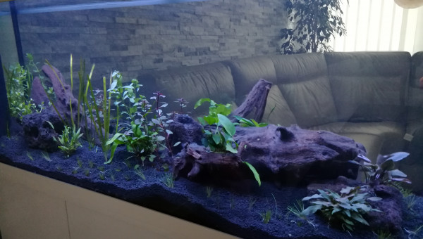 Plantation jour 1 (de nuit) vue de dos