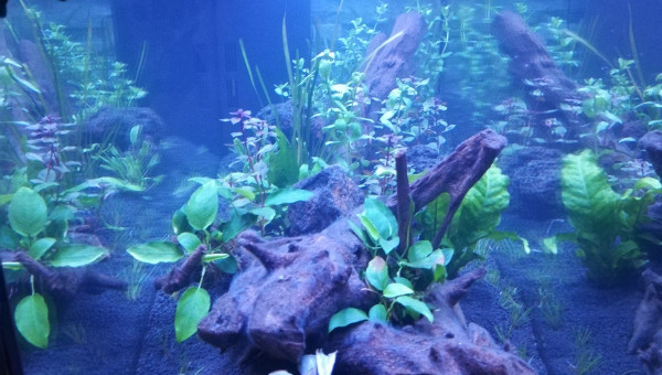 Plantation jour 1 (de nuit) vue de côté