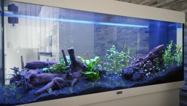 Plantation jour 1 (de nuit) vue de face