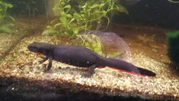 Hypselotriton orientalis