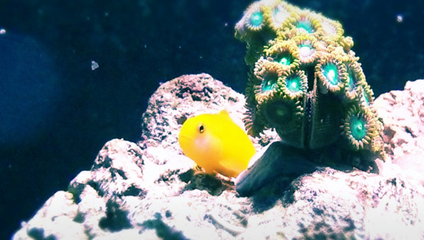 Gobi okinawae, zohantus