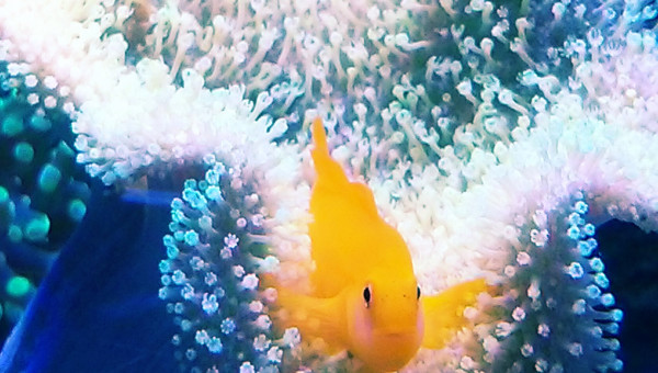 Gobi okinawae, sarcophyton