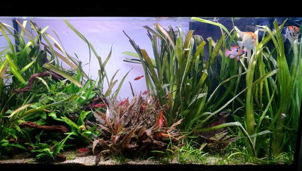 Aquatlantis 180L Rio Negro