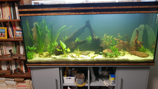 500l amazonien pour scalaire soit rio nanay ou manacuppru a dos rouge en rodage