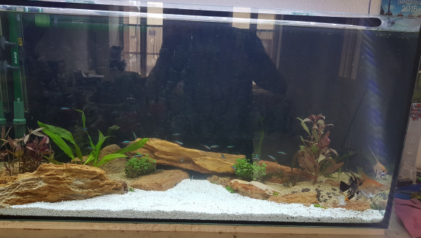 Amazonien refait totalement