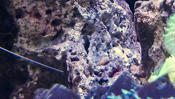 Synchiropus Splendidus (Mandarin)