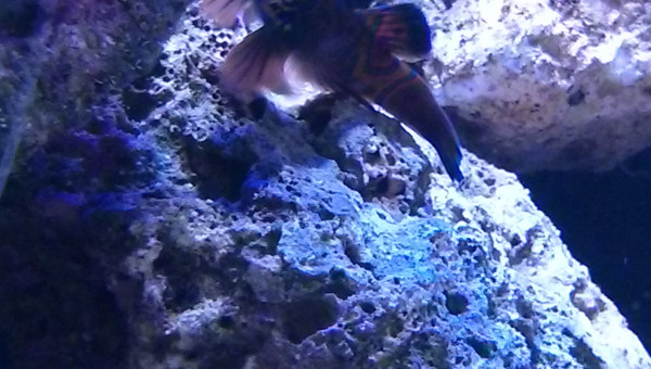 Synchiropus Splendidus (Mandarin)