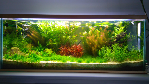 Bac hollandais "The garden" 2016