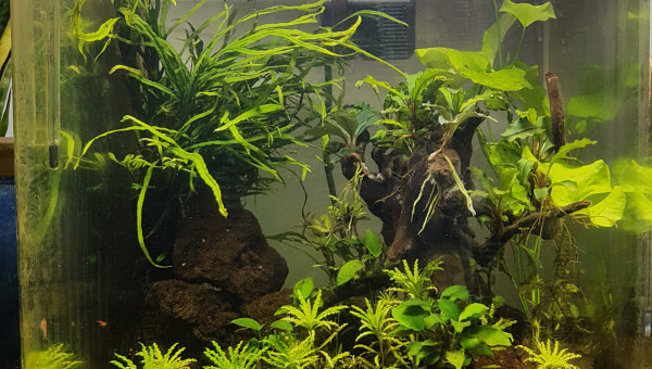 Lendemain insertion faune