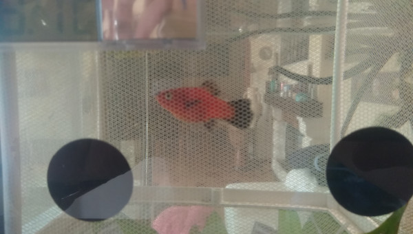 platy placer en couveuse (filet) le 19 sept