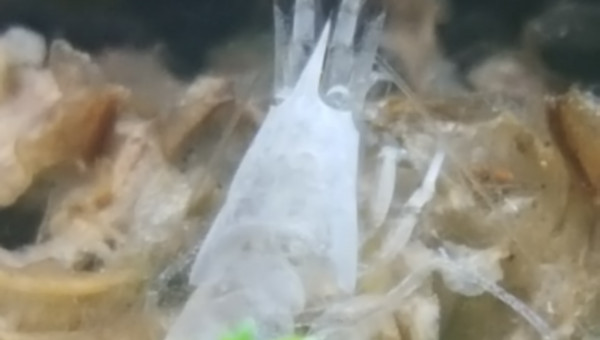 Ghost Shrimp