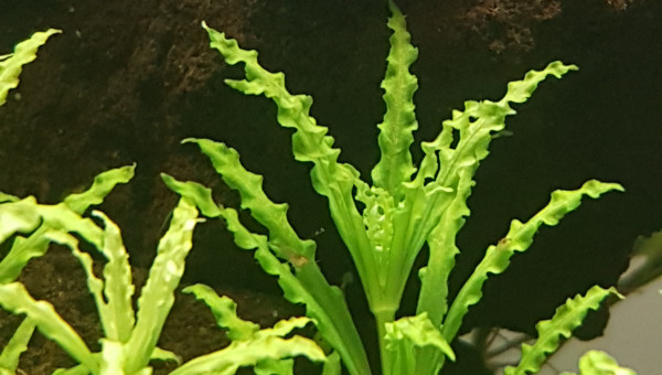 Premier bébé crevette !