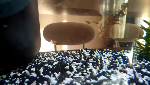 nouv bebe platy du 08 octobre