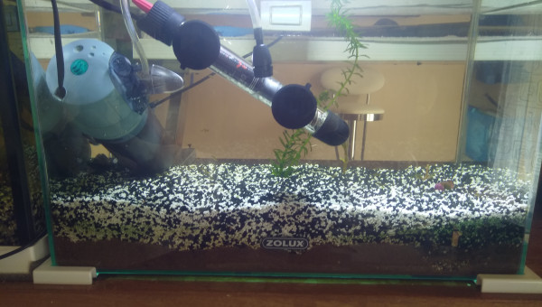 aquarium reproduction