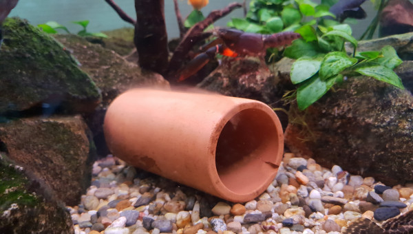 Nouvelle habitante dans mon 400 litres !